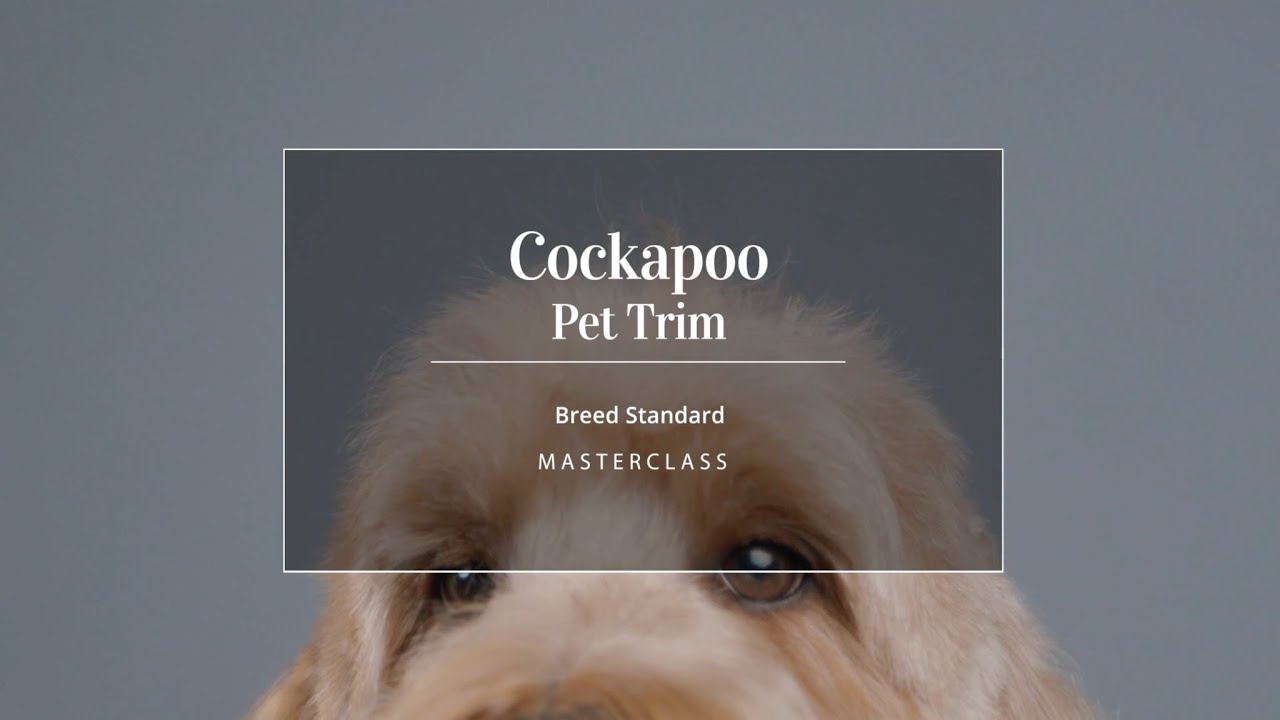 Pet Trim - Cockapoo Masterclass Trailer
