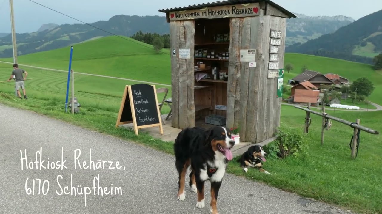 Taking My Bernese Mountain Dog Around SWITZERLAND! She Had SUCH FUN