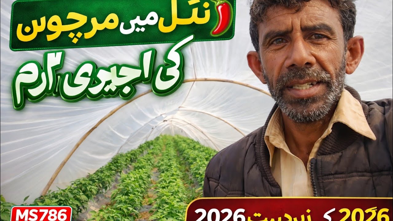پنجاب کے گاؤں میں ٹنل کے اندر مرچوں کی شاندار فصل | 2026 کی جدید فارمنگ