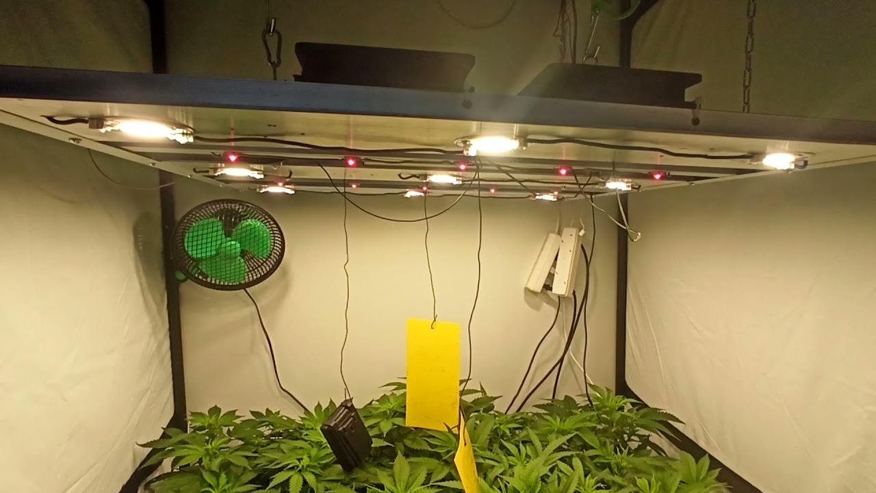 3 Spliff seeds Moon walker kush and 3 peyote cookies. Day 9 flower.