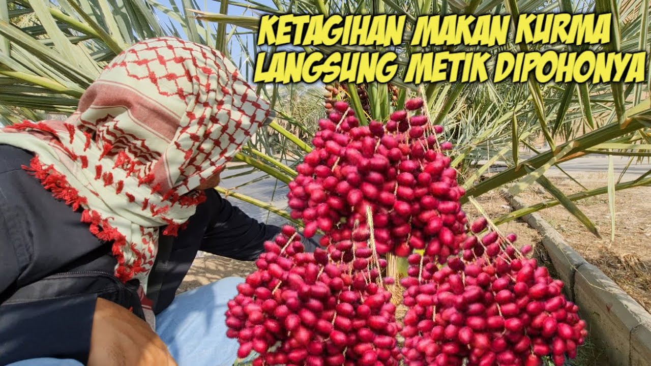 KETAGIHAN !! MAKAN KURMA LANGSUNG METIK DI POHONYA