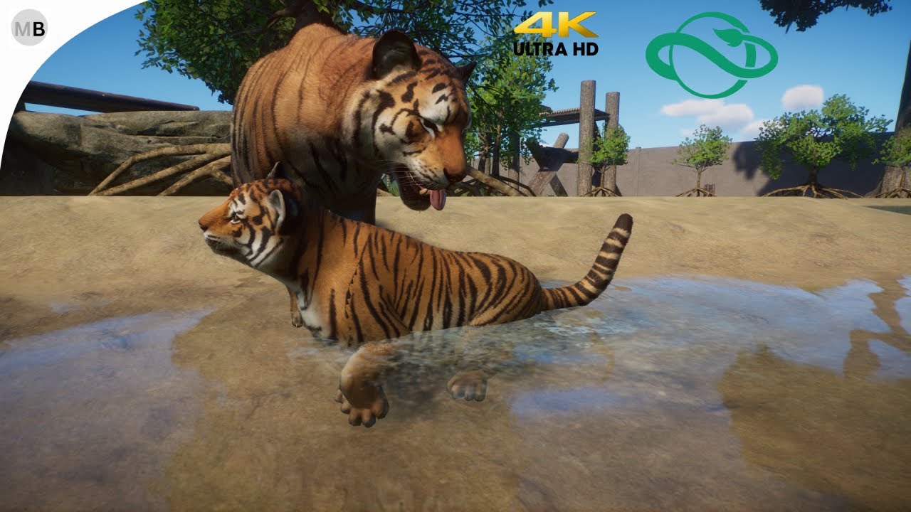 Bengal Tiger Planet Zoo Gameplay (4K 60FPS)