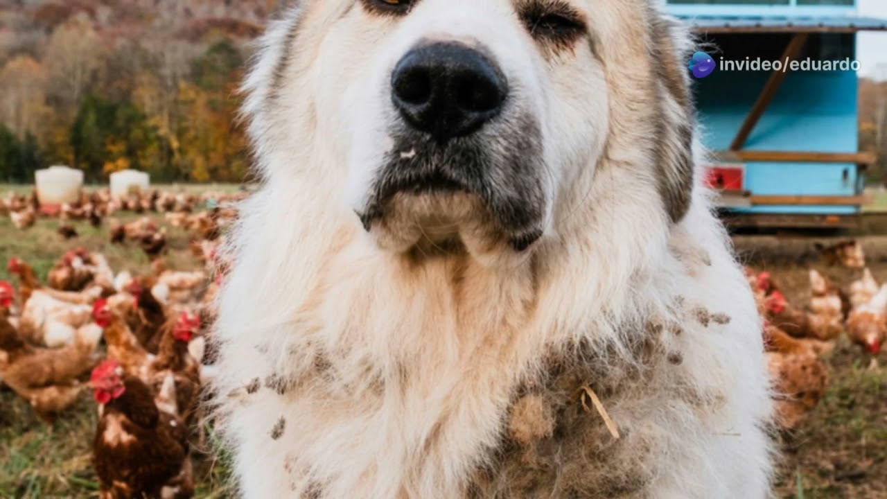 La Fascinante Historia de los Perritos de compa&ntilde;ia