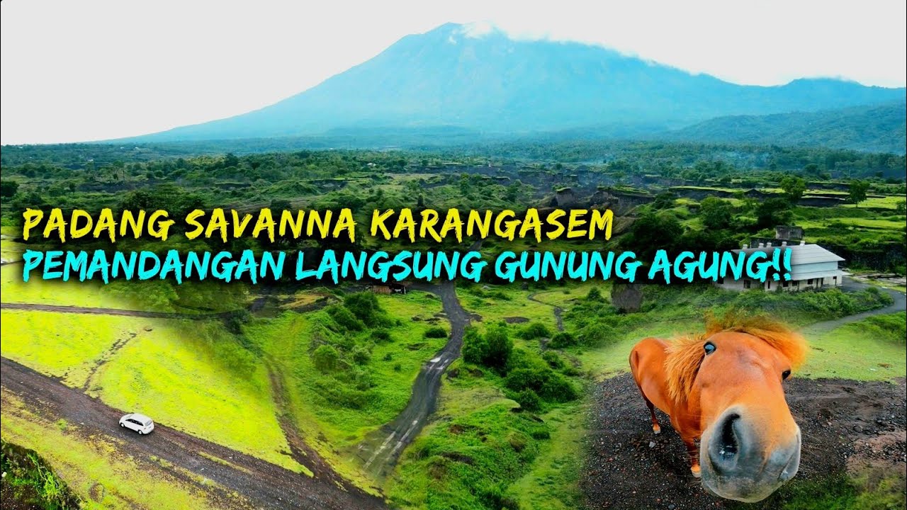 Padang Savana Africa Ada Di Tianyar Bali || Dewa Dewi Ngetrip