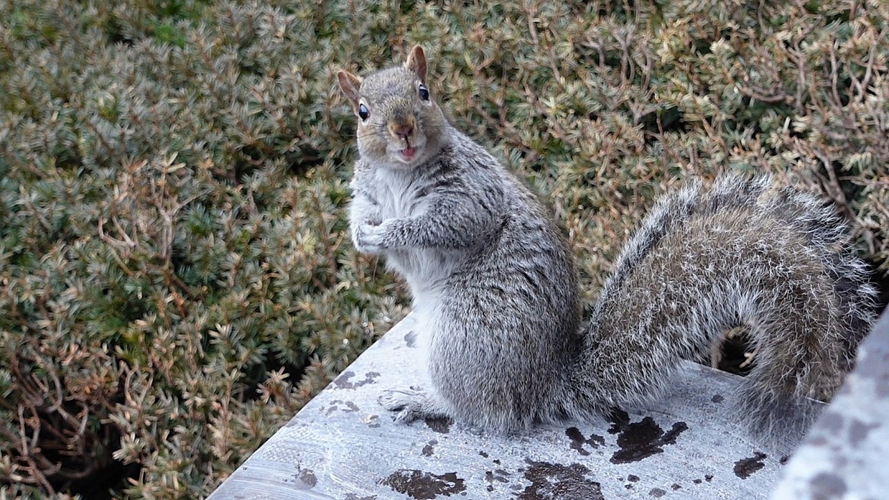 New squirrel got very excited when he saw this