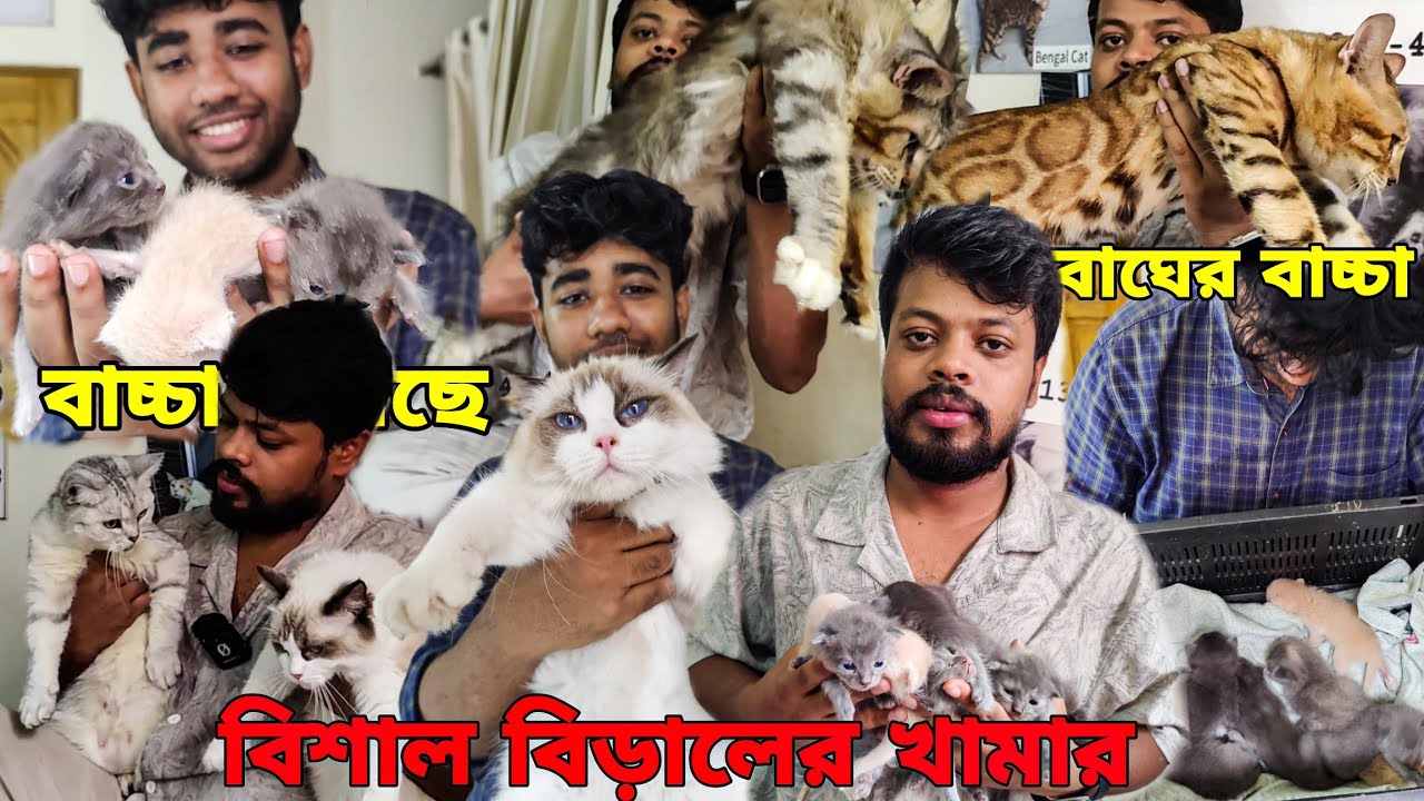 সাতটি বাচ্চা হয়েছে বিড়ালের_বিশাল বিড়ালের খামার_Ragdoll Cat, British shorthair,Bengal cat_Cat farm