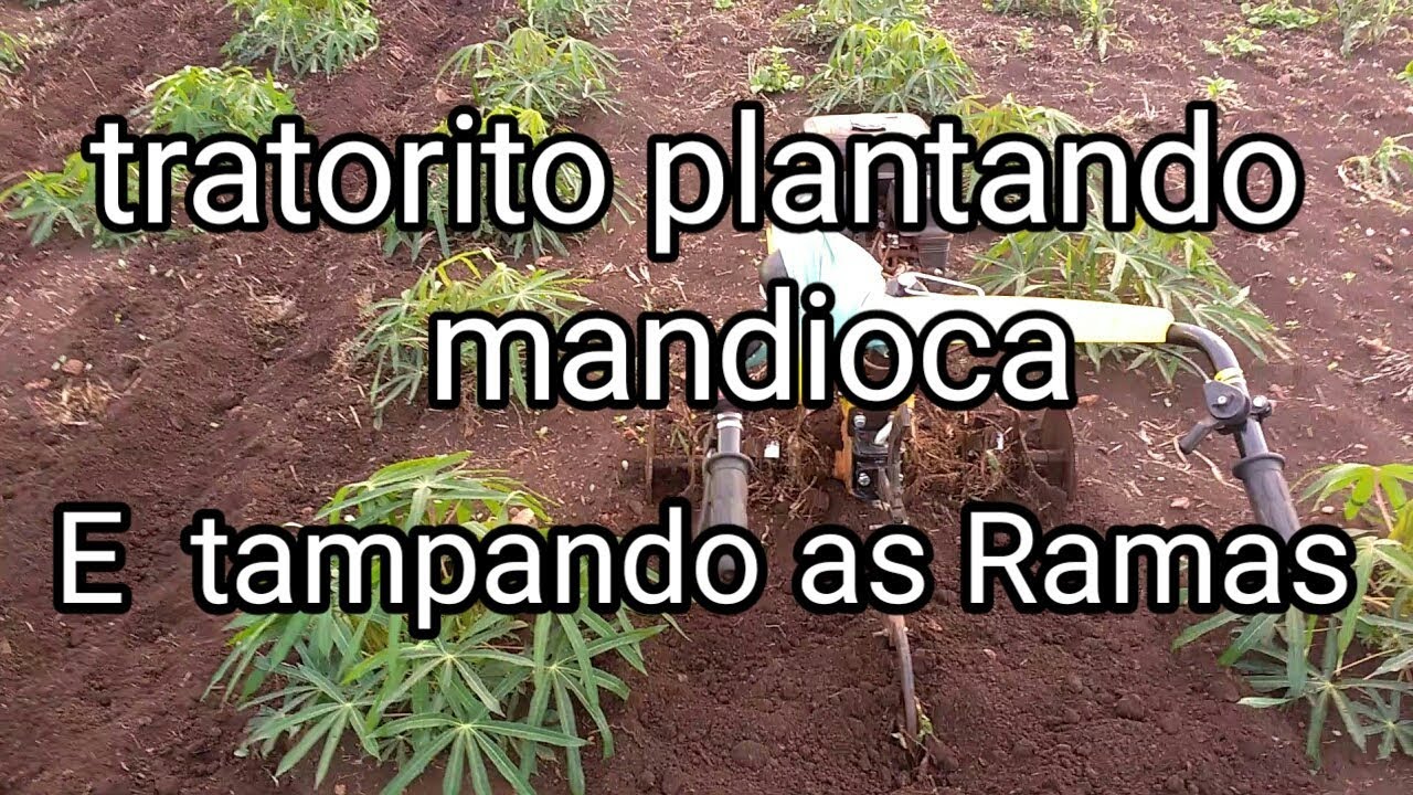 Motocultivador Tratorito Aprenda Plantar Mandioca e Tampar as Ramas