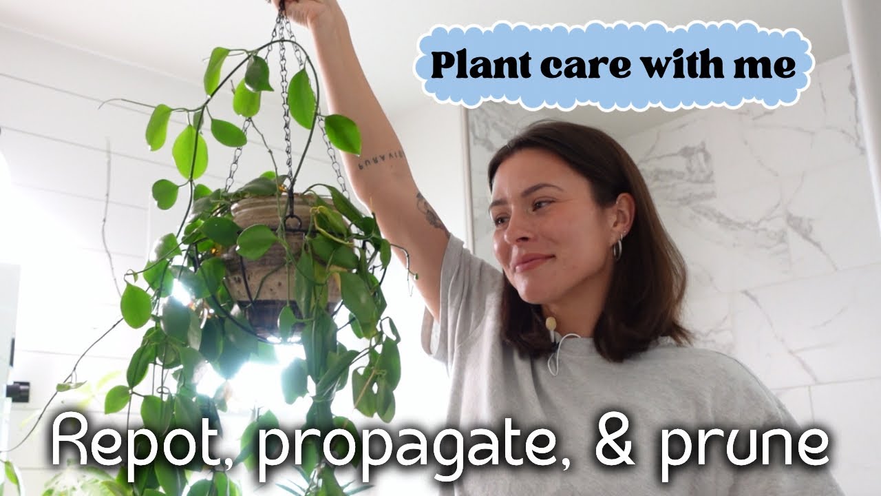 Daily Houseplant Care & Maintenance | plant chores and propagate with me!