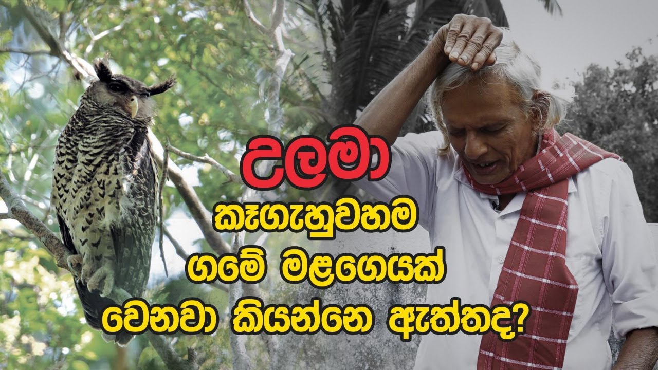 උලමා කෑගැහුවහම ගමේ මලගෙයක් වෙනවා කියන්නෙ ඇත්තද?