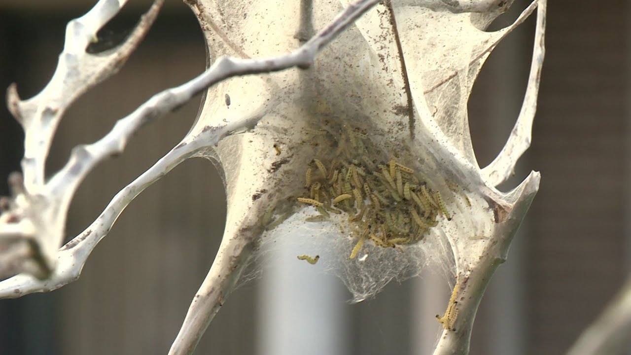 Hitchcocklaan spookachtig wit door spinselmot