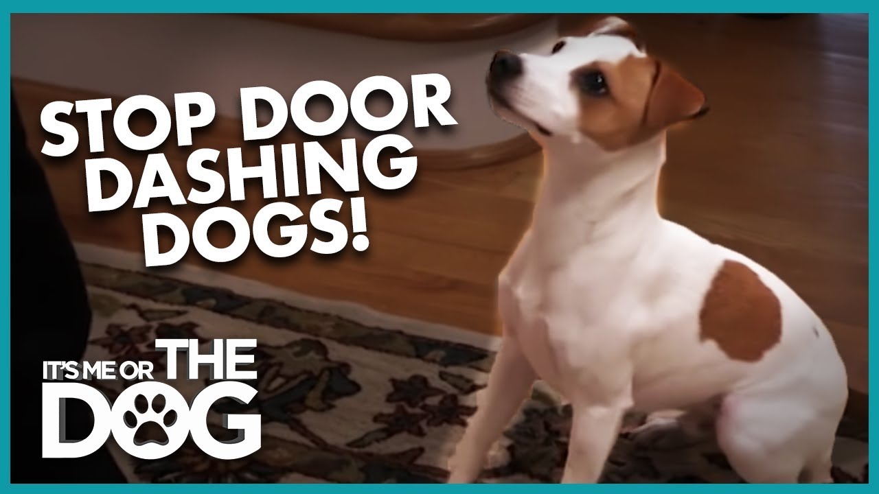 How to Stop Dogs From Door Dashing | It's Me or the Dog