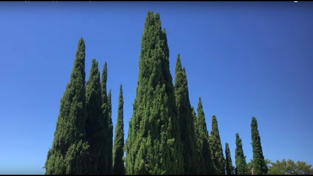 Italian Cypress, Cuppressus sempervirens