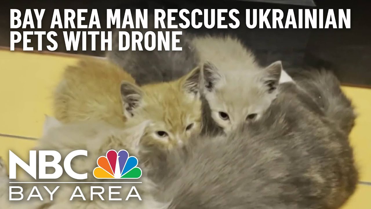 Bay Area Man, Group Rescue Ukrainian Pets With Drone