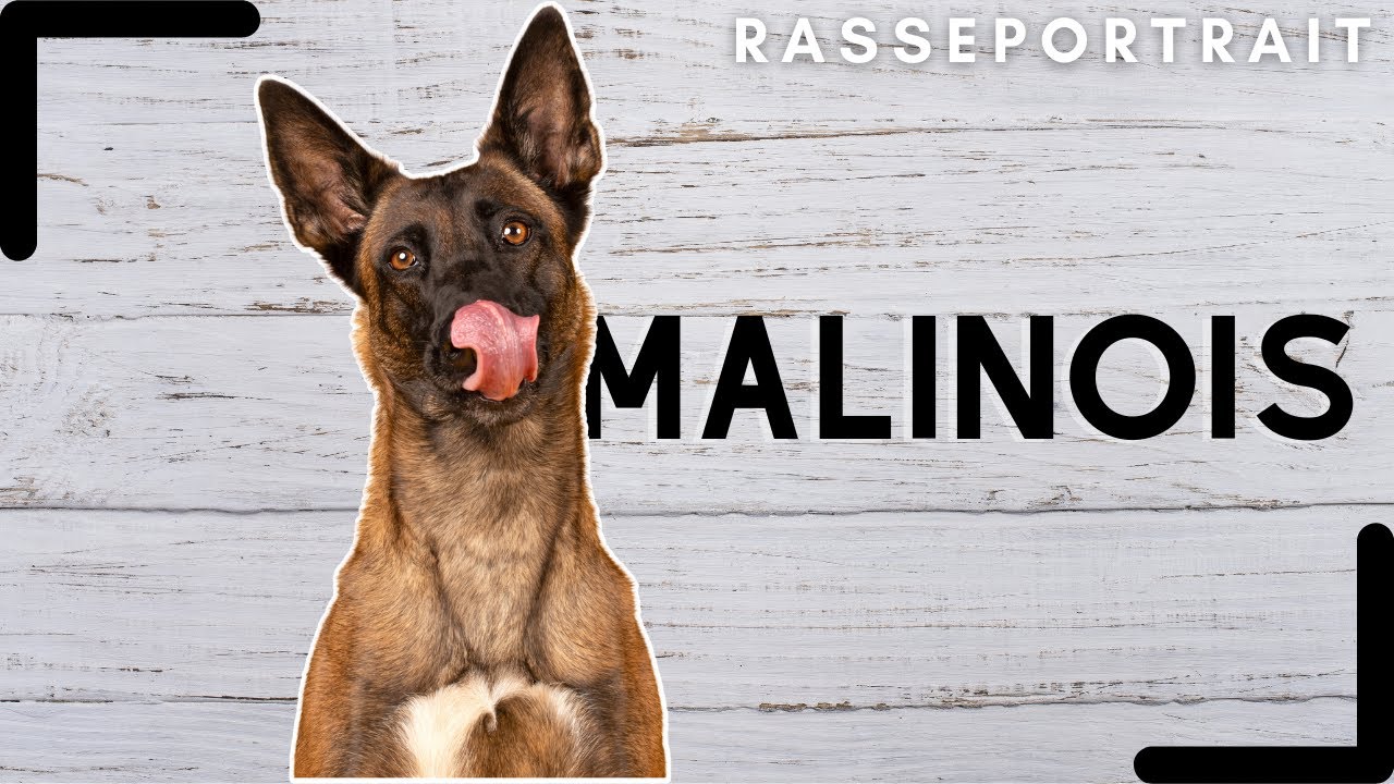 Malinois - Ursprung, Charakter, Haltung & Erziehung 💯