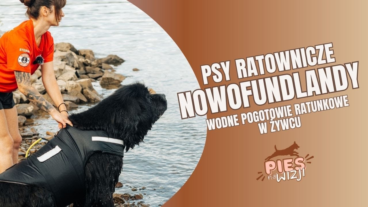 PNW#5 Psy ratownicze - Nowofunlandy w służbie Wodnego Pogotowia Ratunkowego oddział Żywiec