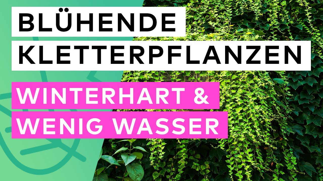 Blühende Kletterpflanzen, die WINTERHART sind und SCHNELL wachsen