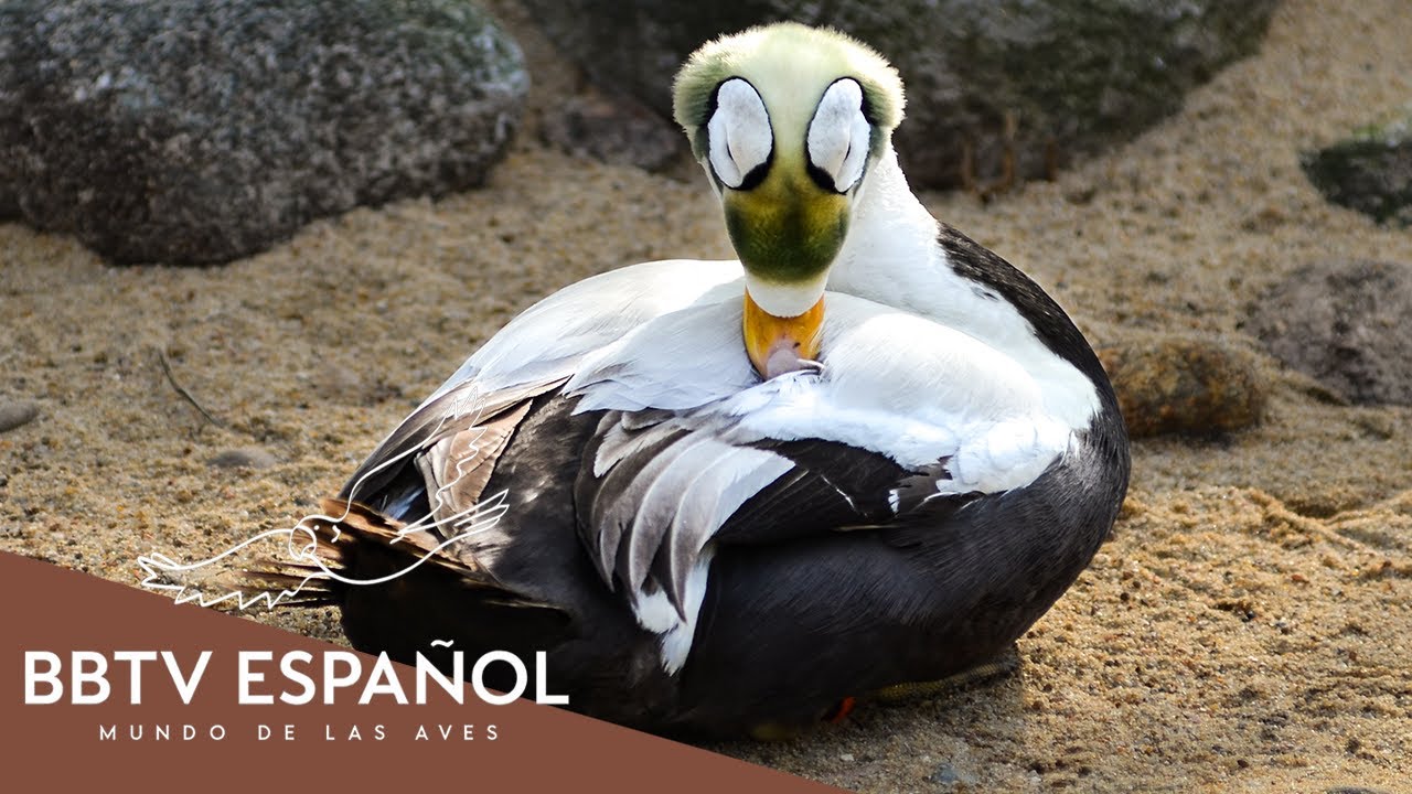 15 Patos Más Hermosos Del Planeta | Documental De Vida Salvaje | BBTV Español
