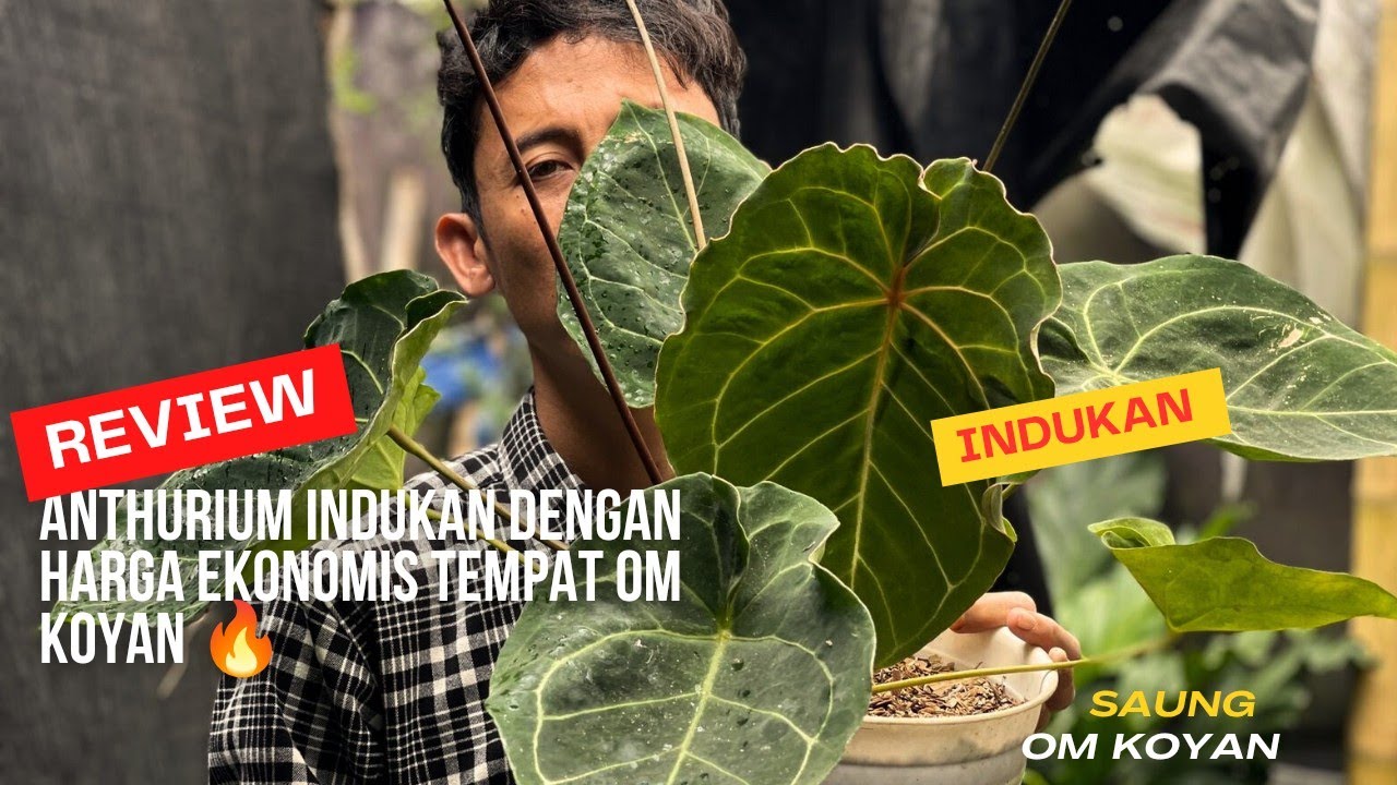 Indukan Harga Anthurium Tempat Om koyan Cakep2 banyak yang rekomen untuk di boyong🔥