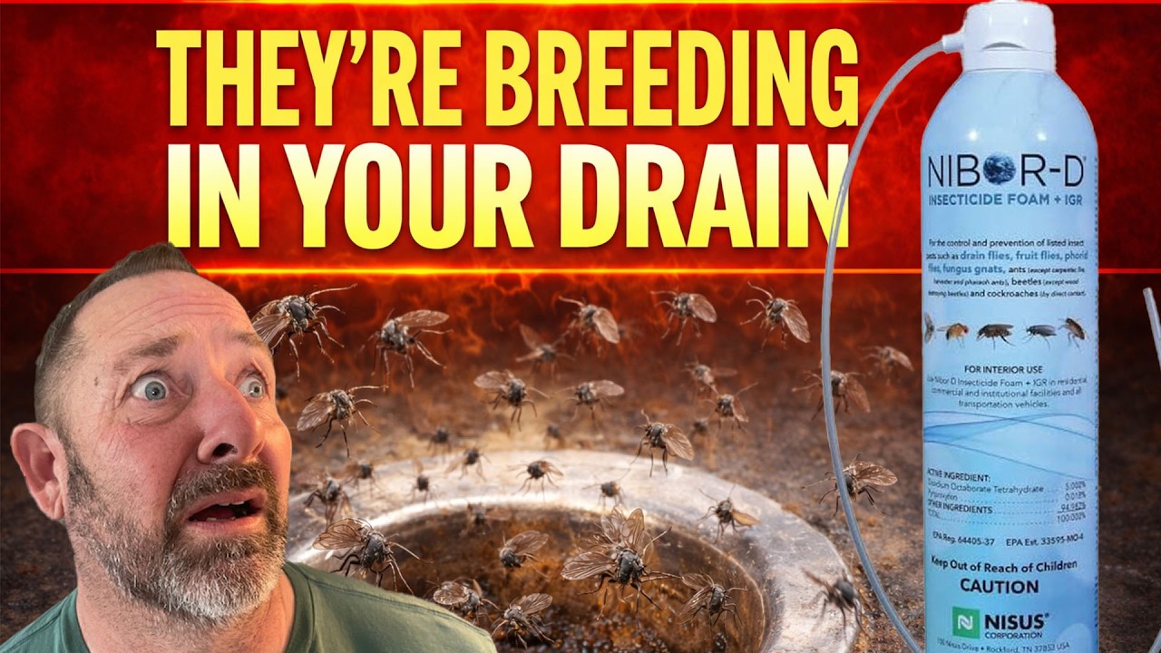 Как быстро избавиться от канализационных мух на профессиональной кухне (Nibor D + пена IGR)