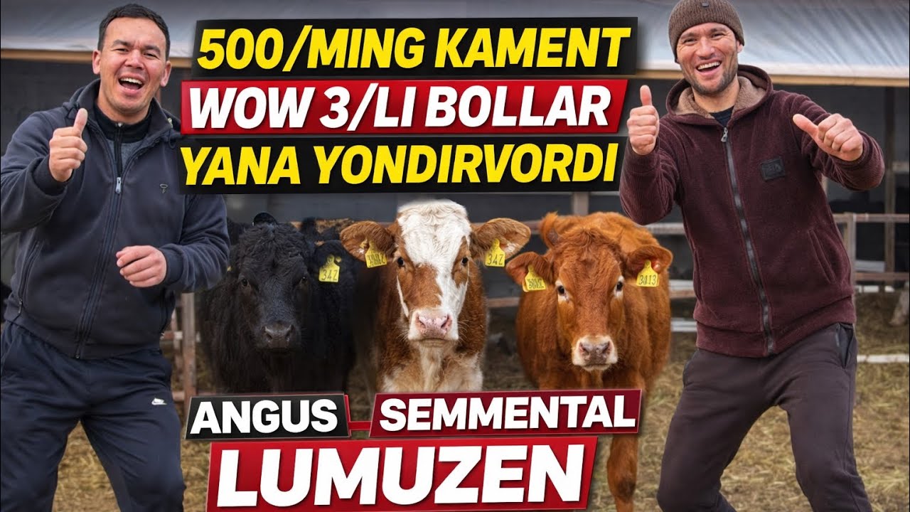 HAMMASIDAN ARZON SOTAMAN JAVOBGA KAMENT WOV HAM BOSHLANDI
