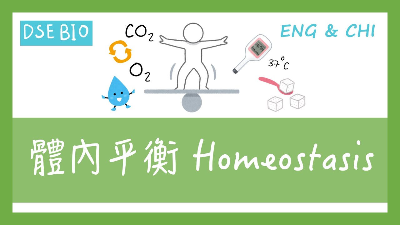 [DSE生物 - 課文重點] 12分鐘講完【體內平衡 Homeostasis】！