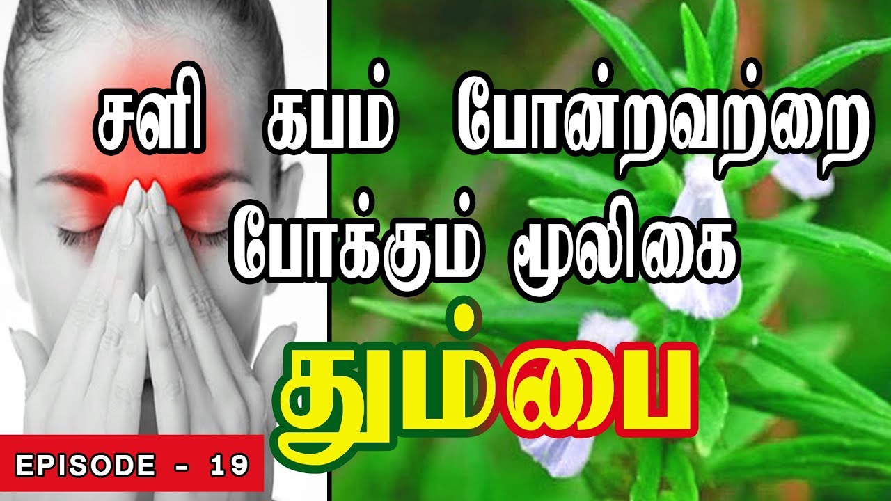 சளி,கபம்,ஒற்றைத் தலைவலி, சைனஸ் தலைவலி, போன்றவற்றை போக்கும் மூலிகை தும்பை | Leucas aspera