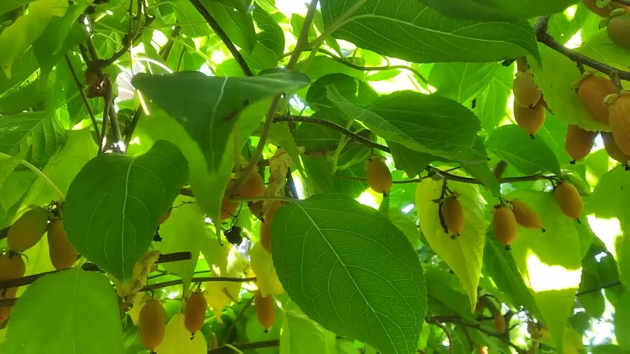 Actinidia polygama сорт Помаранчева