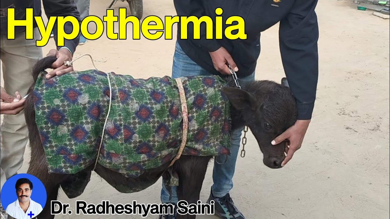 Hypothermia in a buffalo calf ।। Dr. Radheshyam Saini