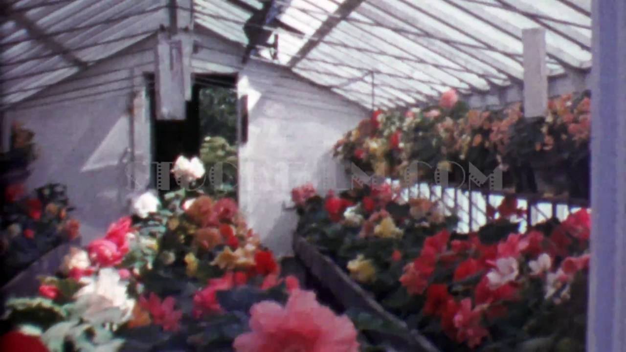 1964: Glass professional greenhouse rose flowers in full bloom. TAMPA, FLORIDA