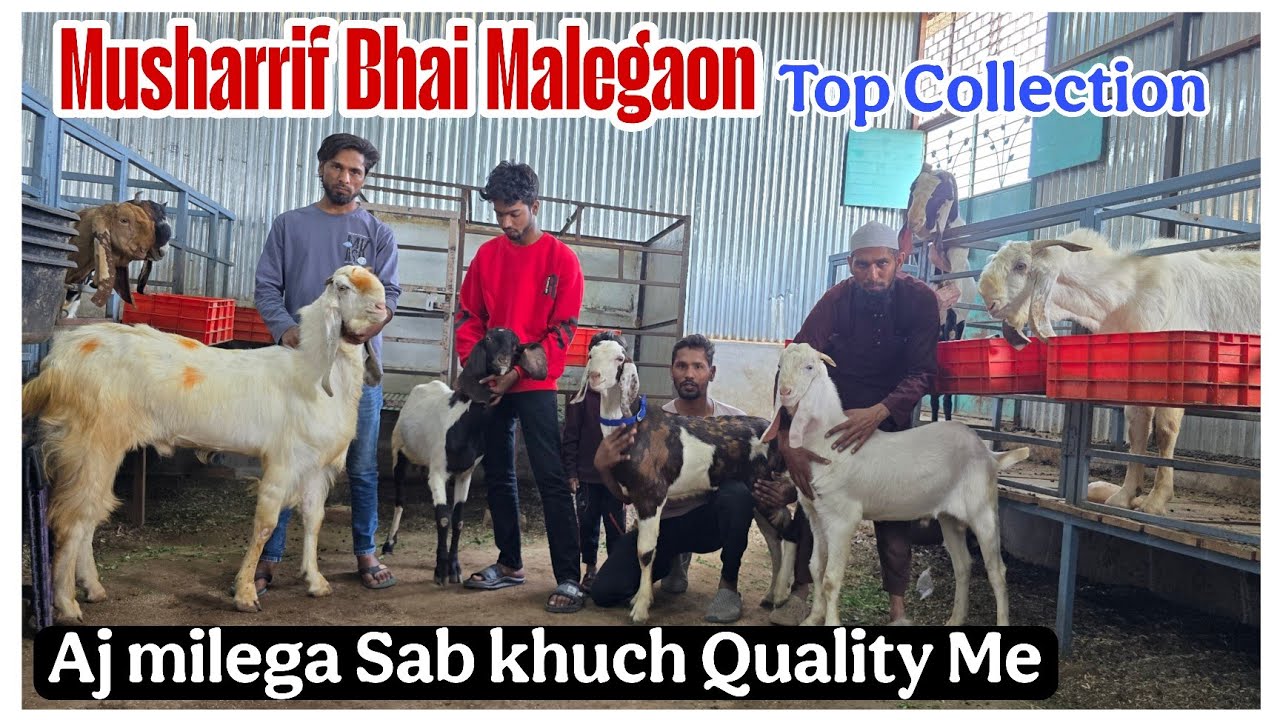Musharrif bhai ne laya aj sab khuch top Quality Collection Malegaon Maharashtra 
