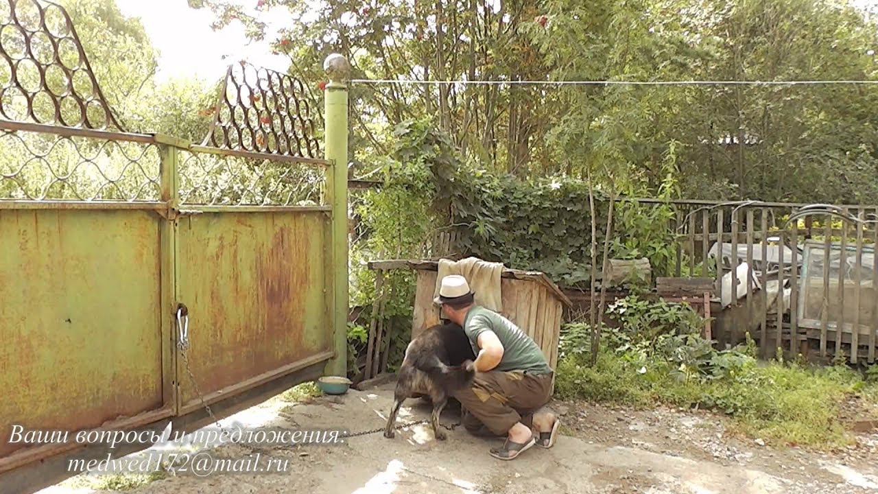 лечим собачьи страхи. фобия будки
