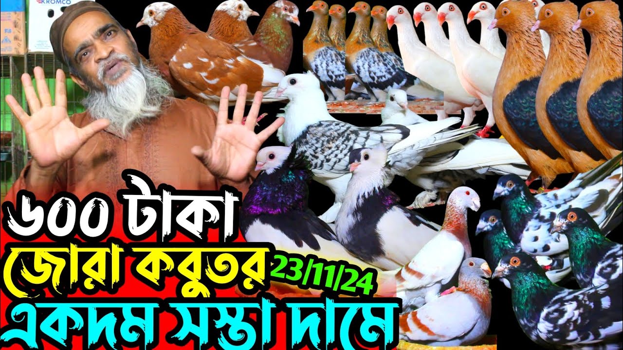 600 টাকা জোরা কবুতর কিনুন 70+ কালেকশন || সস্তা দামে কবুতর কিনুন || কম দামে ফেন্সি কবুতর বিক্রি হবে