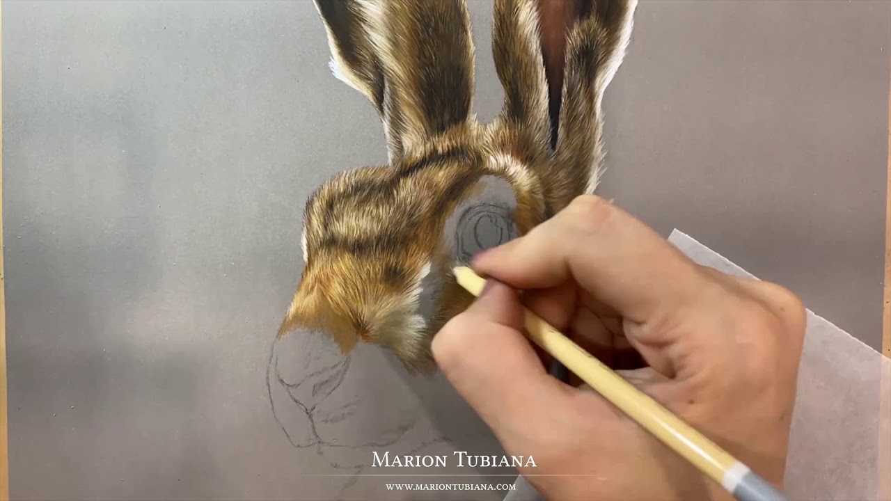 Lièvre aux pastels par Marion Tubiana