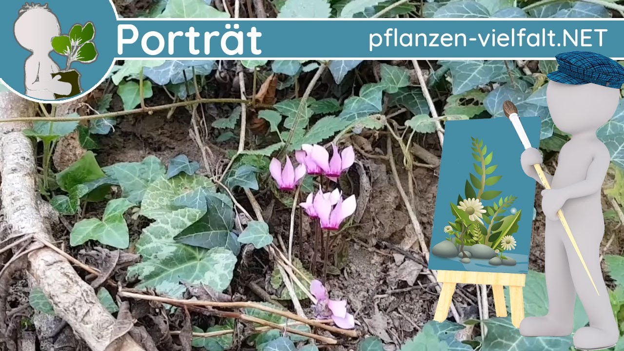 🖼️ Porträt 174 - Europäisches Alpenveilchen (Cyclamen purpurascens) - Pflanzen-Steckbrief (Giftig)