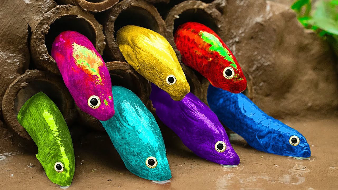Koi Fish Hunt Eels Emerging From Bamboo Tubes, Crabs - Experiment Colorful Rainbow Stop Motion ASMR