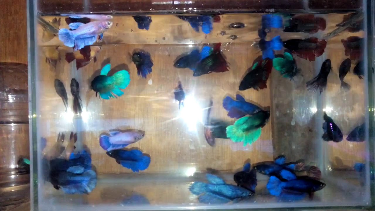 Female fighter ready to sale @ kolam