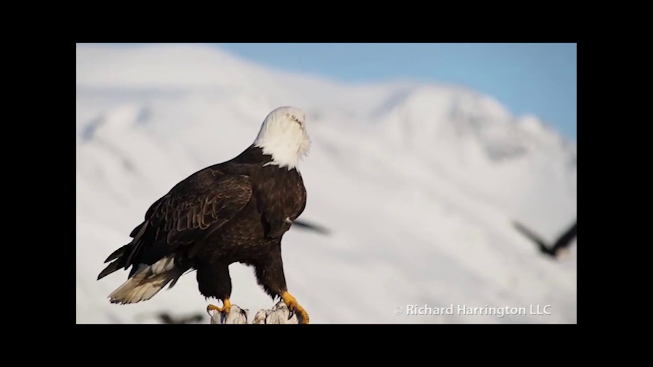 Eagle documentary