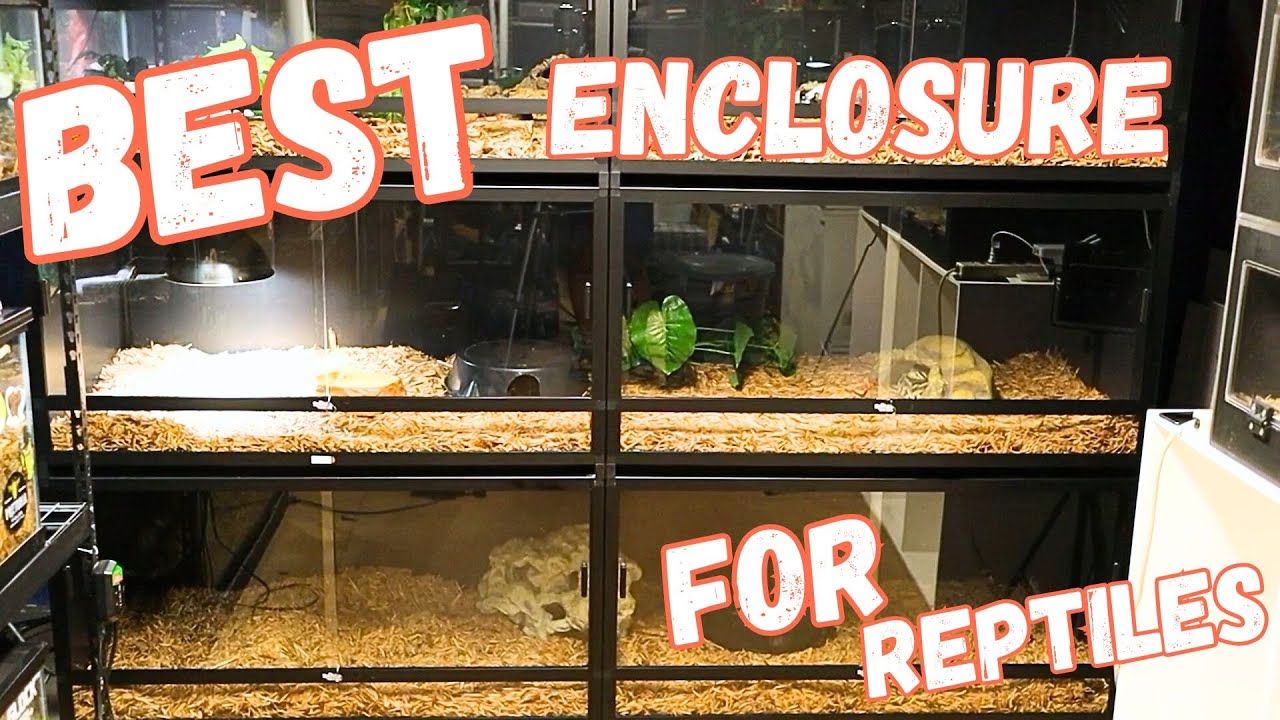 Can You Really Create a PERFECT Reptile Habitat Enclosure?