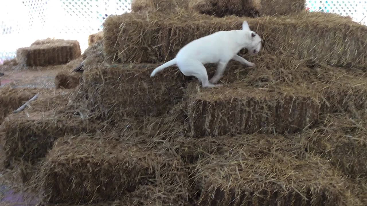 Simone in Master Barn Hunt Nationals 2015