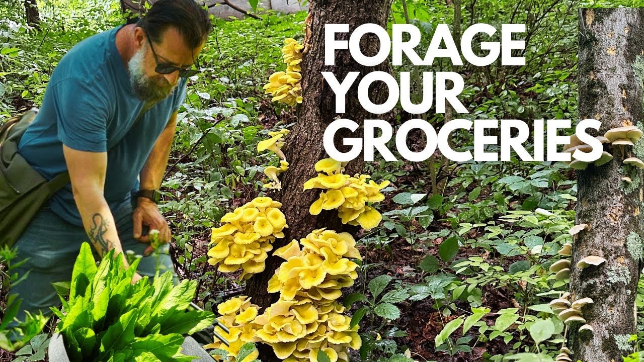 Why buy all of your groceries when you can forage for so many of them?
