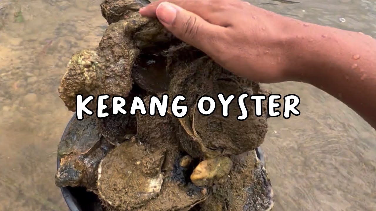 Mencari dan makan kerang tiram di pinggir laut