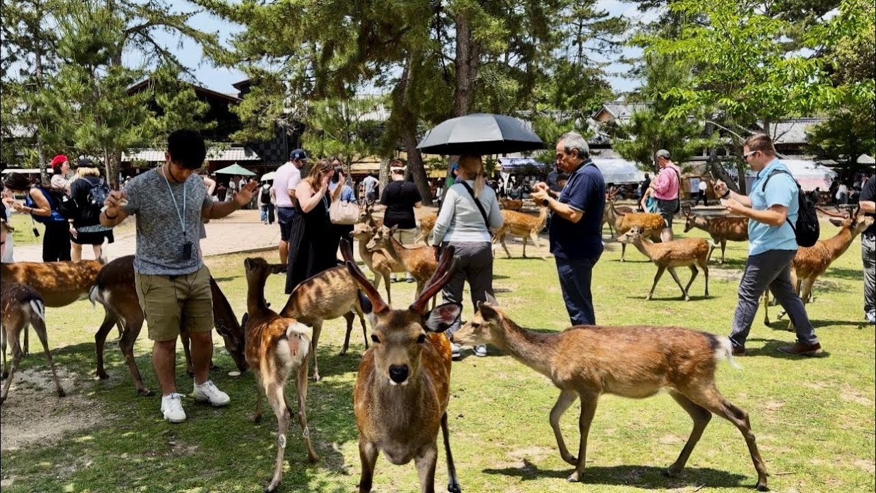 Must Visit Nara Deer Park in Japan - The Most Beautiful Place 奈良公園 - Walking Tour 4k 2024 in Spring