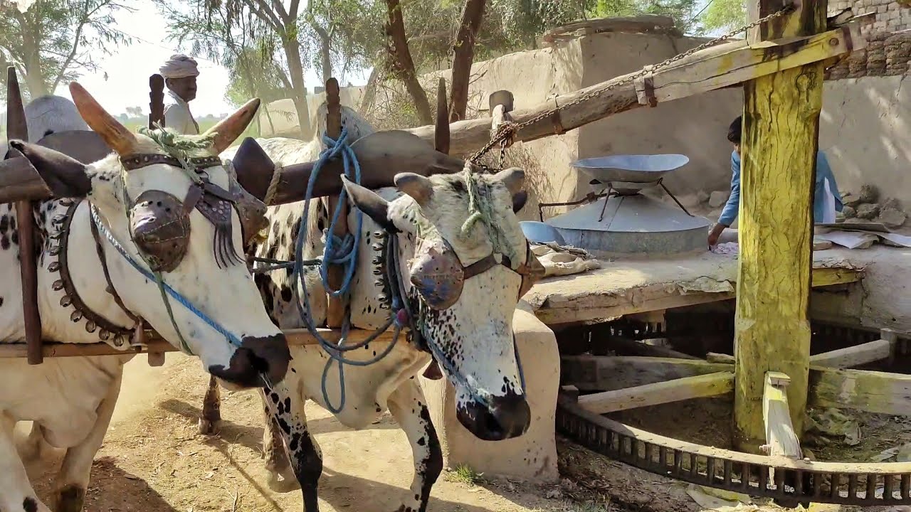Old Flour Mill Machine In Punjab on Bulls | Bull Powered Kharas Atta Chakki in Pakistan | Javed Bhai