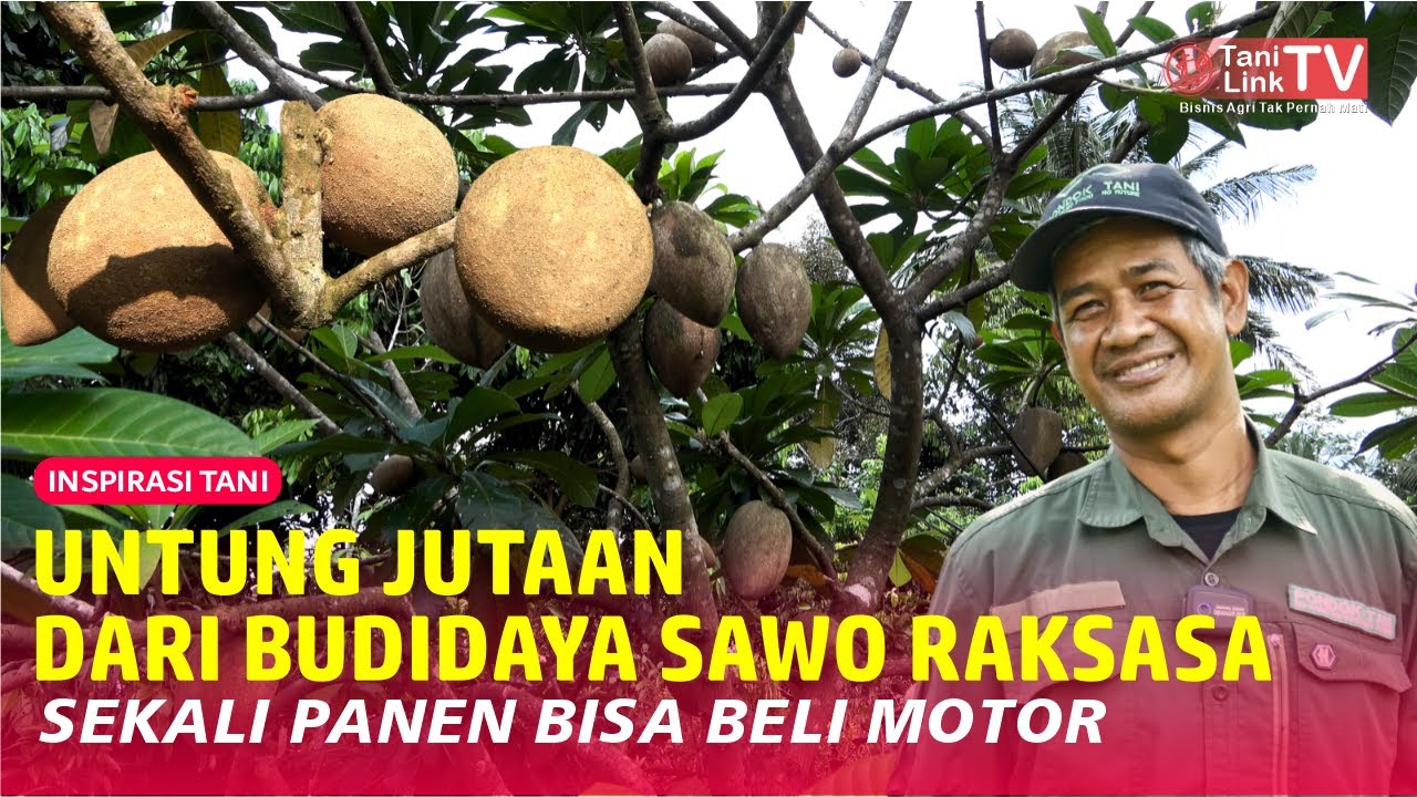 Potensi Luar Biasa Budidaya Mamey Sapote. Sawo Raksasa yang Banyak Diminati Penghobi Buah Langka