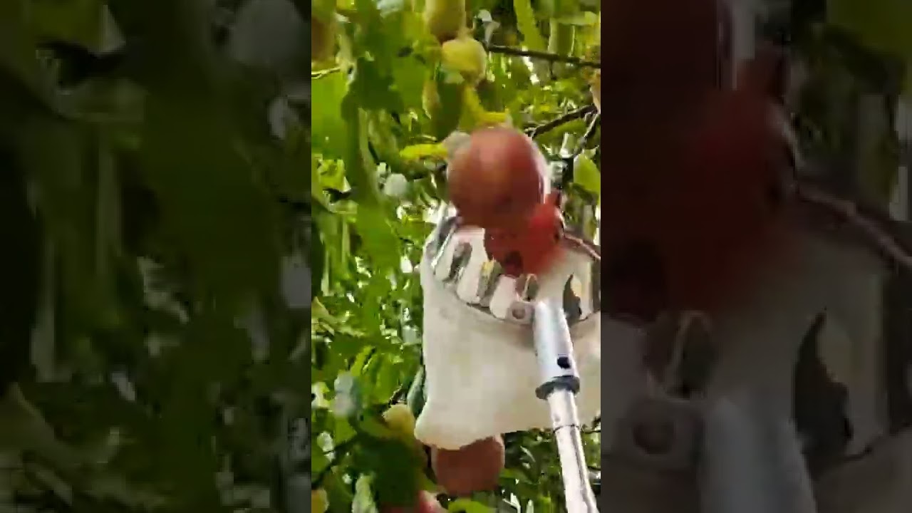 Metal Fruit Picker #viral #shorts #amazing #trending #tiktok