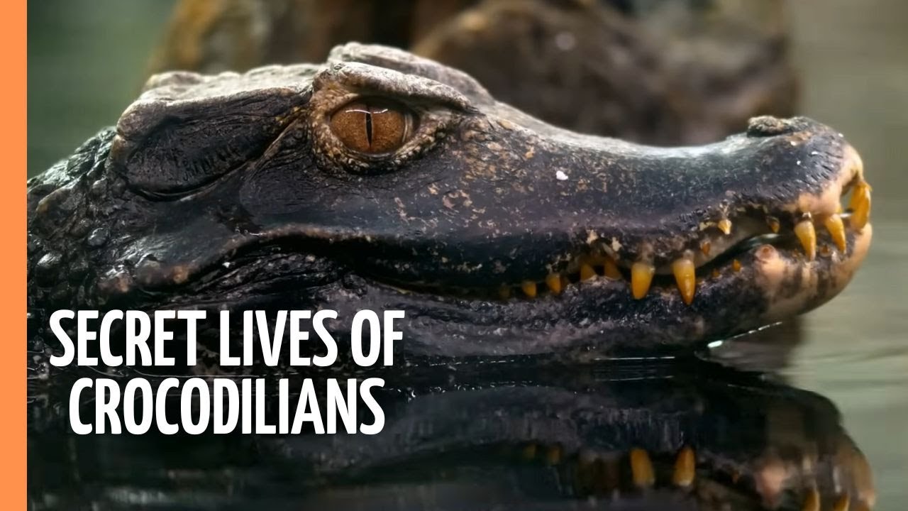 Discovering the Secret Lives of Crocodilians | Full Documentary