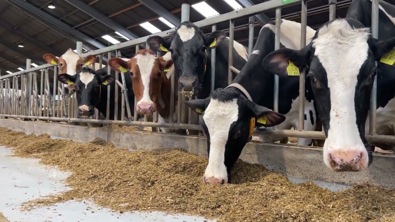 Ketose-Monitoring beim M²erlin Melkroboter  - auf dem Milchkuhbetrieb Overgünne