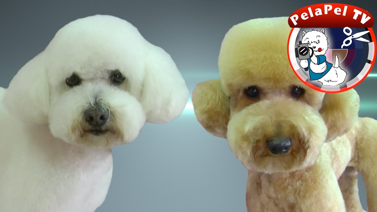 PELUQUERÍA CANINA -  TEDDY STYLE VS ASIAN STYLE REALIZADO POR ESTER CATALÁN