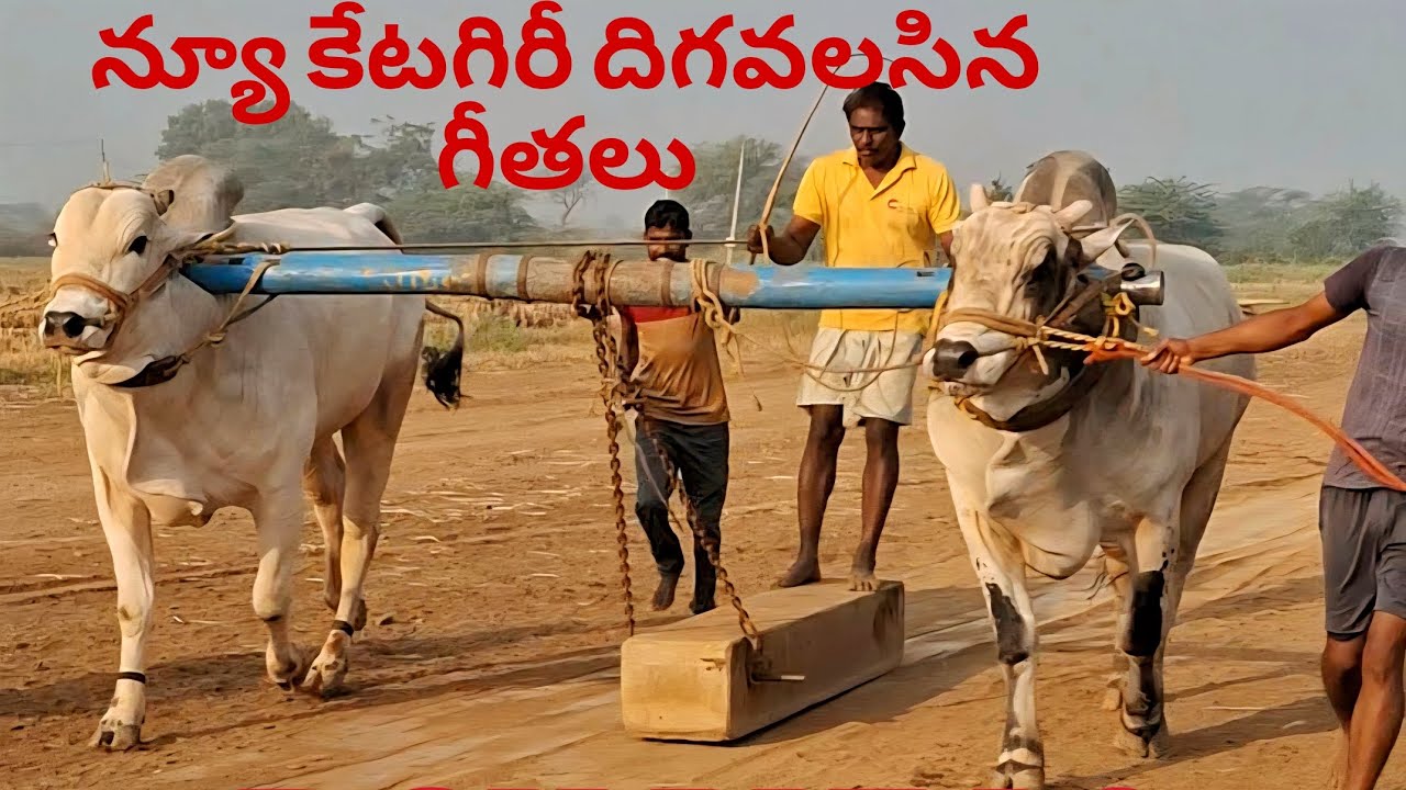 DGH BULLS (new catagory bulls) గుత్తి ఉసేని, కనల, నంద్యాల జిల్లా @DGHBULLSkanala 
