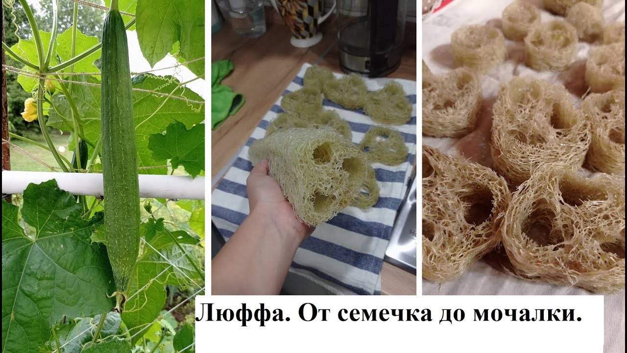 Люффа от семечка до мочалки. #ОльгаРоголева